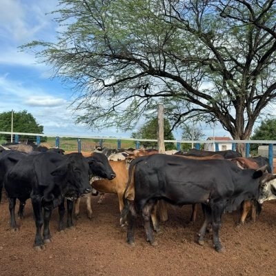 8 VACAS